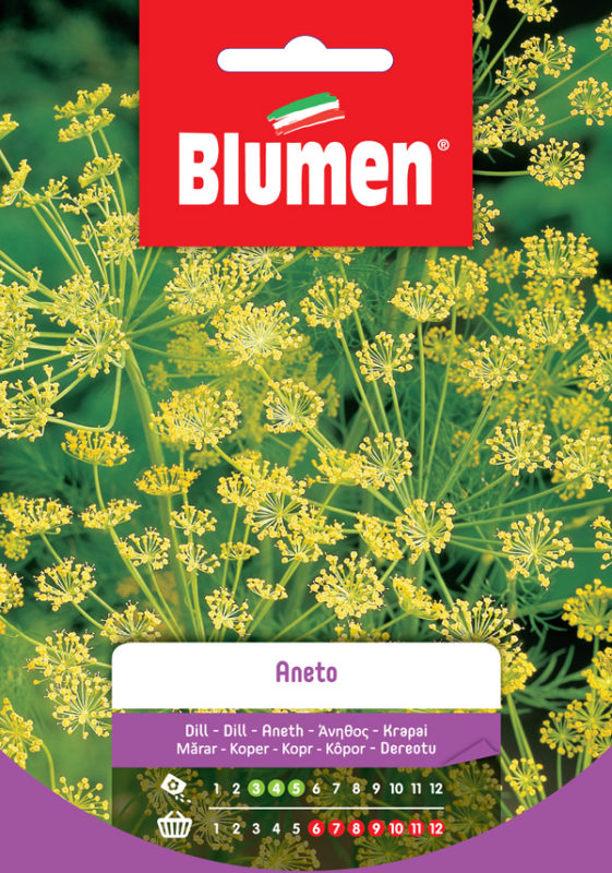 BLUMEN SEMENTI ANETO