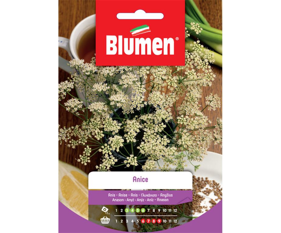 BLUMEN SEMENTI ANICE