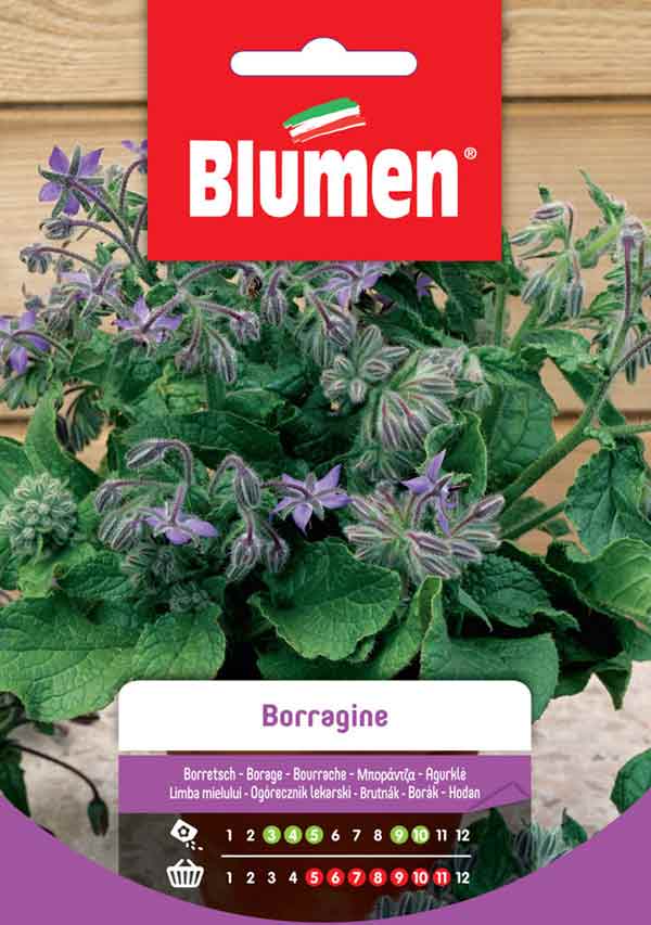 BLUMEN SEMENTI BORRAGINE