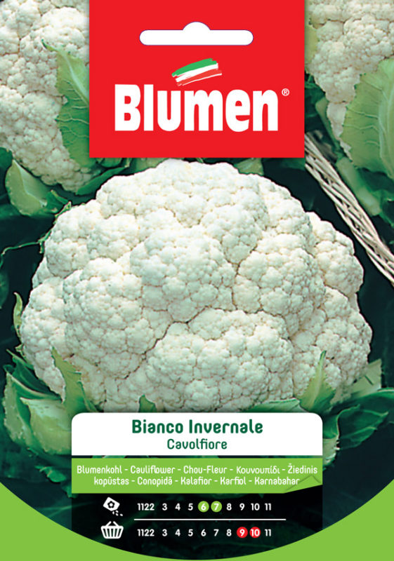 BLUMEN SEMENTI CAVOLFIORE BIANCO INVERNALE