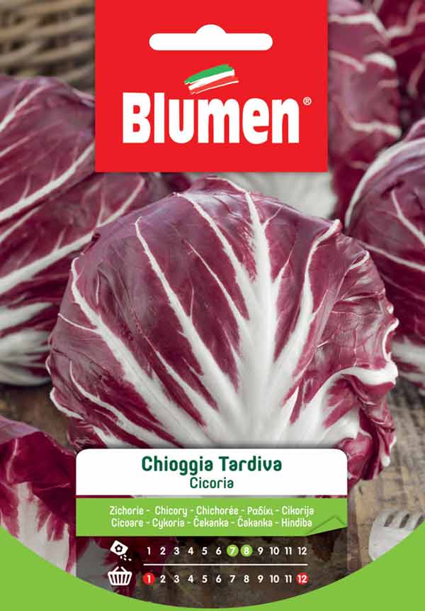 BLUMEN SEMENTI CICORIA DI CHIOGGIA TARDIVA