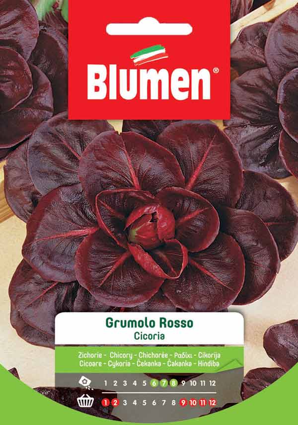 BLUMEN SEMENTI CICORIA GRUMOLO ROSSO