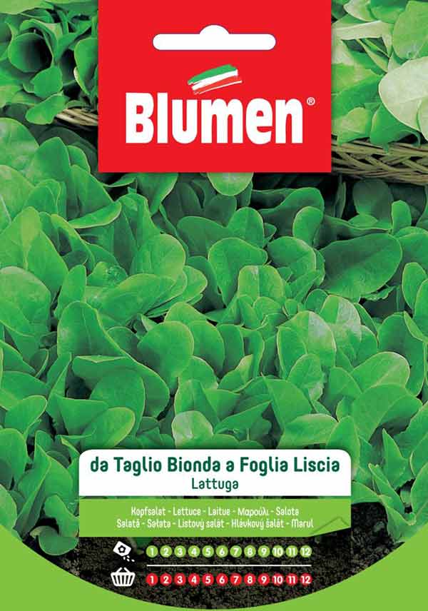 BLUMEN SEMENTI LATTUGA DA TAGLIO BIONDA A FOGLIA LISCIA