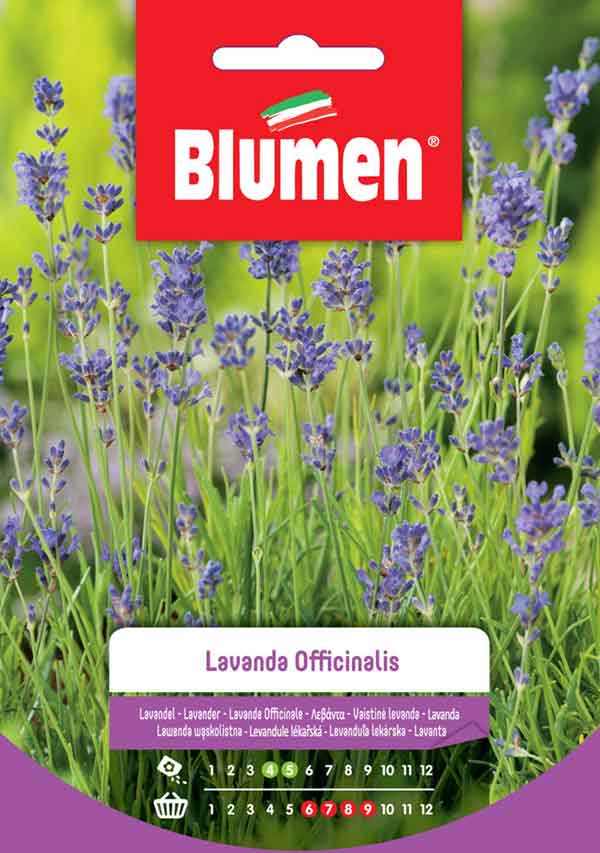 BLUMEN SEMENTI LAVANDA OFFICINALIS