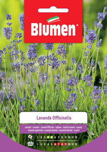 BLUMEN SEMENTI LAVANDA OFFICINALIS