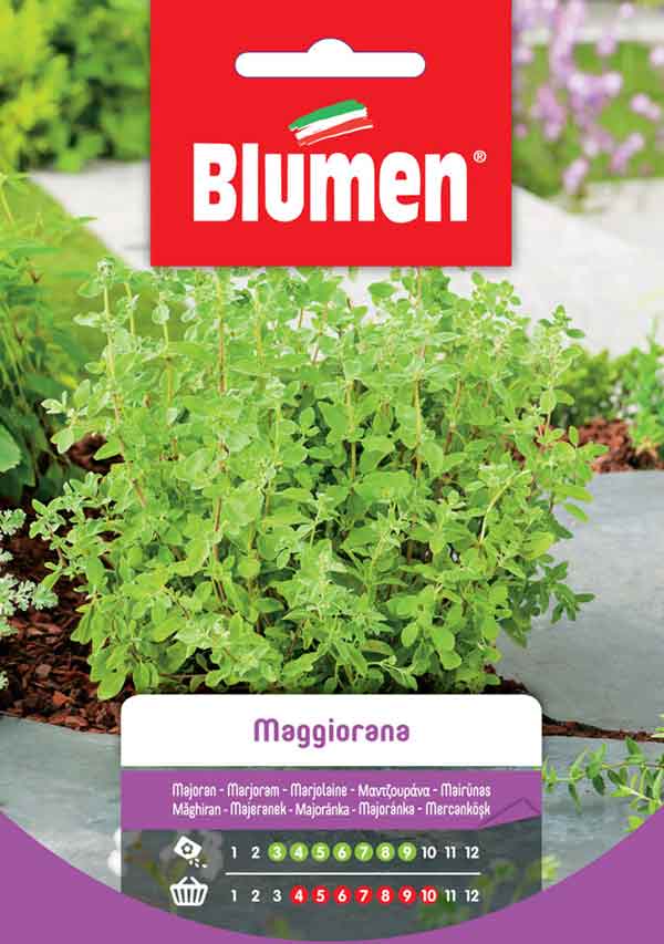 BLUMEN SEMENTI MAGGIORANA