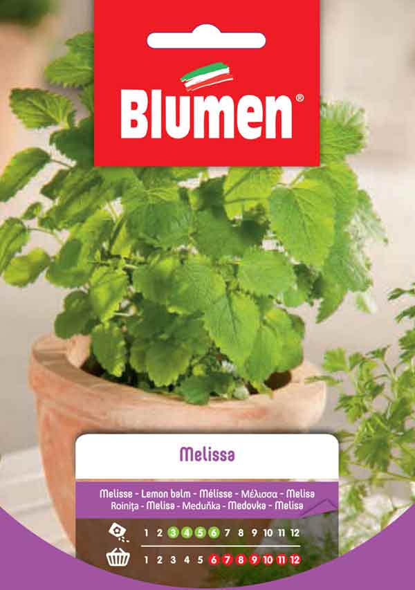 BLUMEN SEMENTI MELISSA