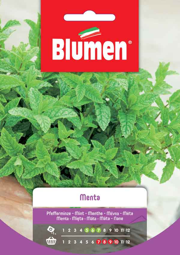 BLUMEN SEMENTI MENTA