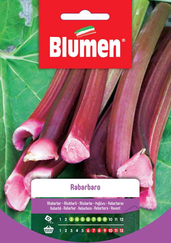 BLUMEN SEMENTI RABARBARO