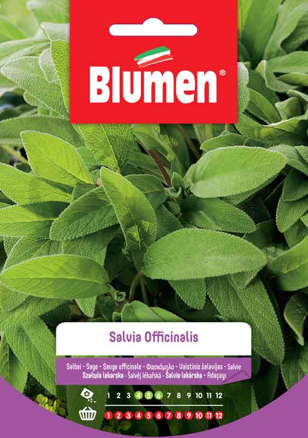 BLUMEN SEMENTI SALVIA OFFICINALIS