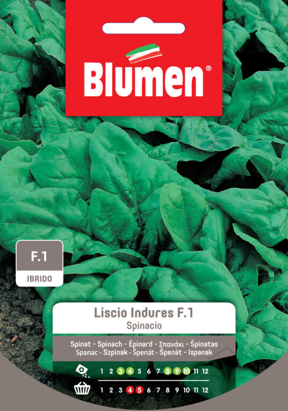 BLUMEN SEMENTI SPINACIO LISCIO INDURES F.1 IBRIDO