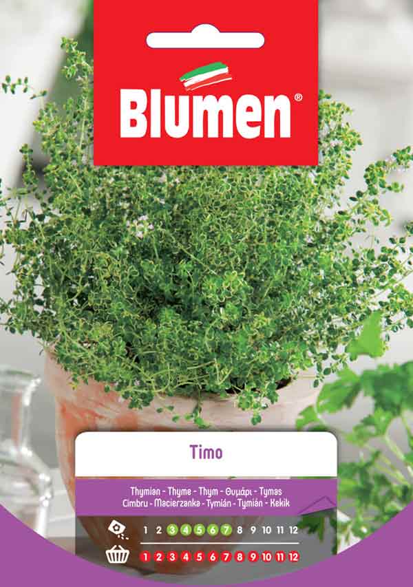 BLUMEN SEMENTI TIMO