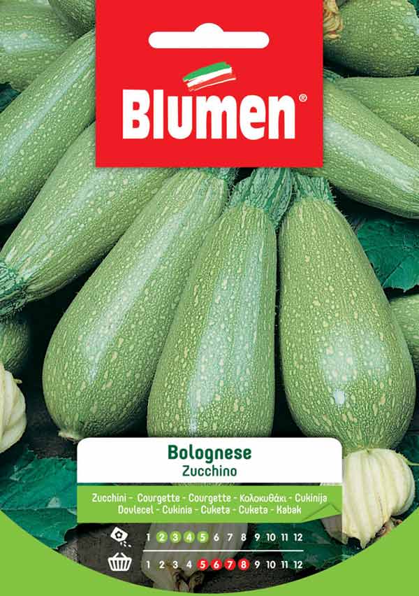 BLUMEN SEMENTI ZUCCHINO BOLOGNESE