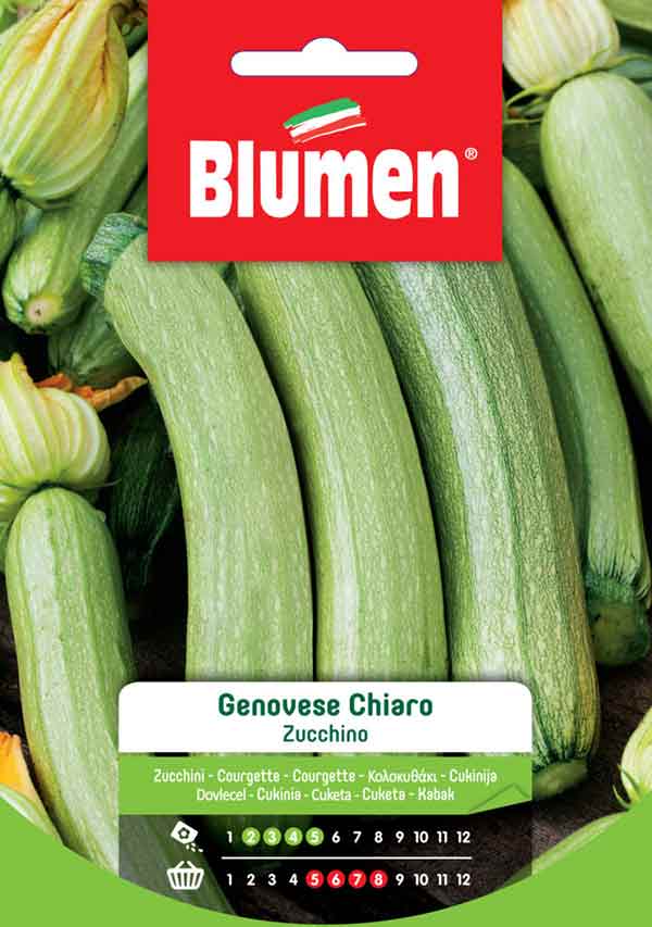 BLUMEN SEMENTI ZUCCHINO GENOVESE CHIARO